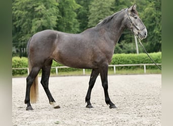 PRE Croisé, Jument, 5 Ans, 162 cm, Rouan bleu