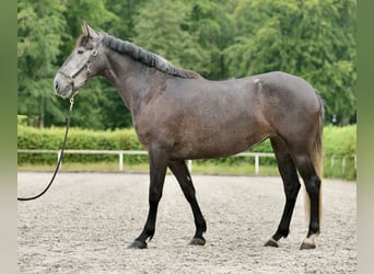 PRE Croisé, Jument, 5 Ans, 162 cm, Rouan bleu