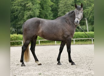 PRE Croisé, Jument, 5 Ans, 162 cm, Rouan bleu