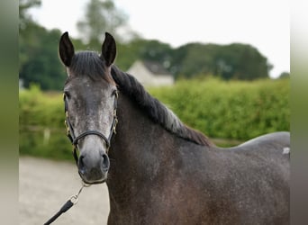 PRE Croisé, Jument, 5 Ans, 162 cm, Rouan bleu