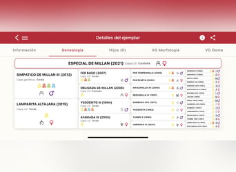 PRE Croisé, Jument, 5 Ans, 163 cm, Bai