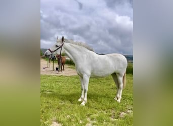 PRE, Jument, 5 Ans, 163 cm, Gris