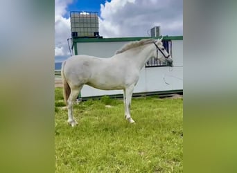 PRE, Jument, 5 Ans, 163 cm, Gris