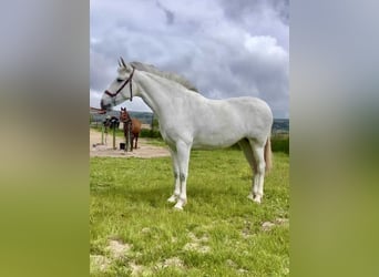 PRE, Jument, 5 Ans, 163 cm, Gris