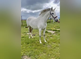 PRE, Jument, 5 Ans, 163 cm, Gris