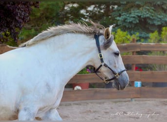 PRE Croisé, Jument, 5 Ans, 163 cm, Gris