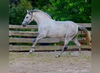 PRE Croisé, Jument, 5 Ans, 163 cm, Gris