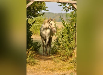 PRE Croisé, Jument, 5 Ans, 163 cm, Gris