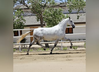 PRE Croisé, Jument, 5 Ans, 164 cm, Gris