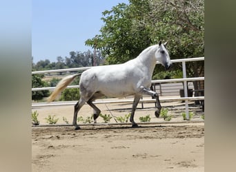 PRE Croisé, Jument, 5 Ans, 164 cm, Gris