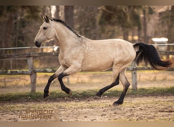 PRE, Jument, 5 Ans, 164 cm, Isabelle