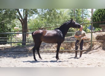 PRE Croisé, Jument, 5 Ans, 164 cm, Noir