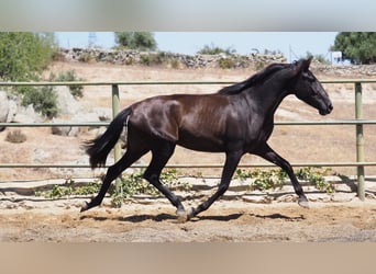 PRE Croisé, Jument, 5 Ans, 164 cm, Noir