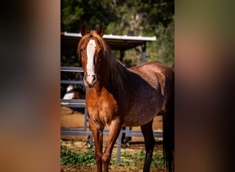 PRE, Jument, 5 Ans, 164 cm, Rabicano