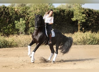 PRE Croisé, Jument, 5 Ans, 165 cm, Cremello