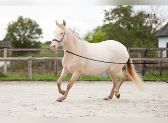 PRE Croisé, Jument, 5 Ans, 165 cm, Cremello