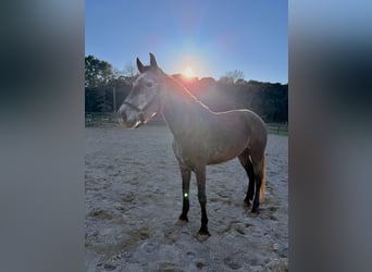 PRE Croisé, Jument, 5 Ans, 165 cm, Gris