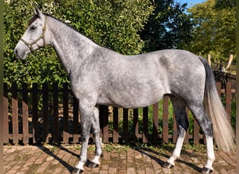 PRE, Jument, 5 Ans, 165 cm, Gris