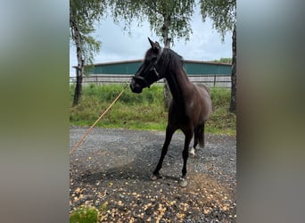 PRE, Jument, 5 Ans, 165 cm, Noir