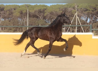 PRE Croisé, Jument, 5 Ans, 166 cm, Bai brun