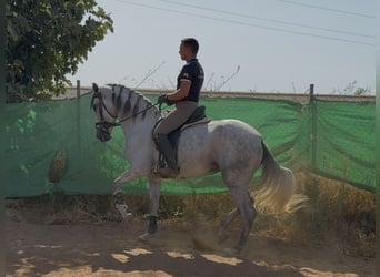 PRE Croisé, Jument, 5 Ans, 166 cm, Gris
