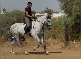 PRE Croisé, Jument, 5 Ans, 166 cm, Gris