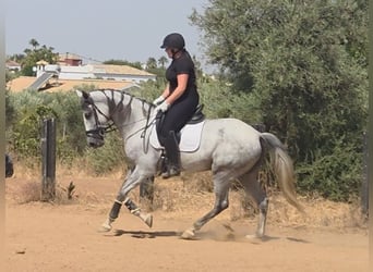 PRE Croisé, Jument, 5 Ans, 166 cm, Gris