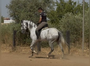 PRE Croisé, Jument, 5 Ans, 166 cm, Gris