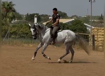 PRE Croisé, Jument, 5 Ans, 166 cm, Gris