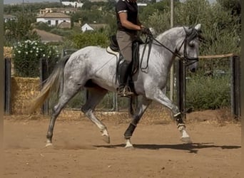 PRE Croisé, Jument, 5 Ans, 166 cm, Gris