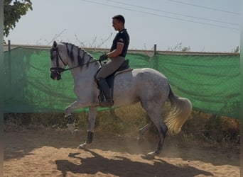 PRE Croisé, Jument, 5 Ans, 166 cm, Gris