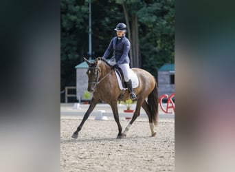 PRE Croisé, Jument, 5 Ans, 167 cm