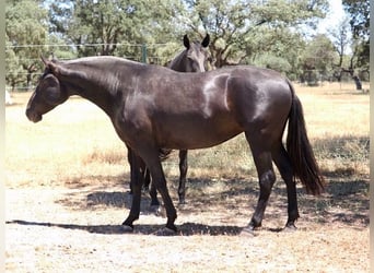 PRE Croisé, Jument, 5 Ans, 167 cm, Noir