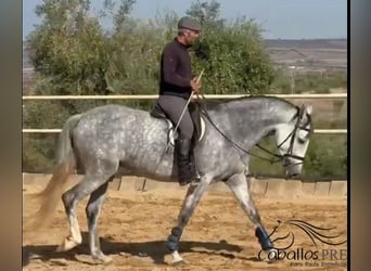 PRE Croisé, Jument, 5 Ans, 168 cm