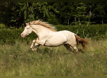 PRE Croisé, Jument, 5 Ans, 168 cm, Perlino