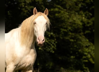 PRE Croisé, Jument, 5 Ans, 168 cm, Perlino