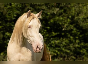 PRE Croisé, Jument, 5 Ans, 168 cm, Perlino