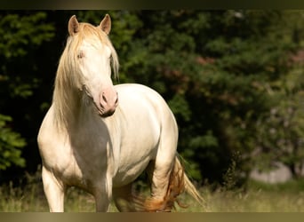 PRE Croisé, Jument, 5 Ans, 168 cm, Perlino