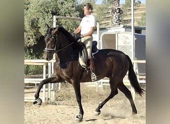 PRE, Jument, 5 Ans, 169 cm, Noir