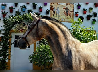 PRE Croisé, Jument, 5 Ans, 171 cm, Gris (bai-dun)