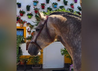 PRE Croisé, Jument, 5 Ans, 171 cm, Gris (bai-dun)