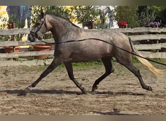 PRE Croisé, Jument, 5 Ans, 171 cm, Gris (bai-dun)