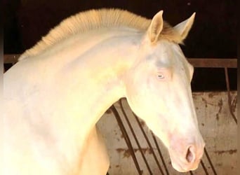 PRE Croisé, Jument, 5 Ans, 171 cm, Perlino