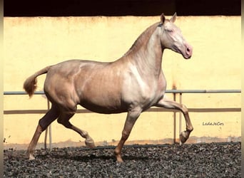PRE Croisé, Jument, 5 Ans, 171 cm, Perlino