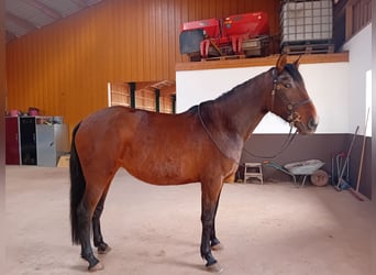 PRE Croisé, Jument, 5 Ans, 172 cm, Bai