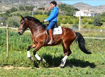 PRE Croisé, Jument, 5 Ans, 172 cm, Bai