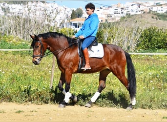 PRE Croisé, Jument, 5 Ans, 172 cm, Bai