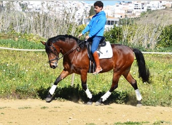 PRE Croisé, Jument, 5 Ans, 172 cm, Bai