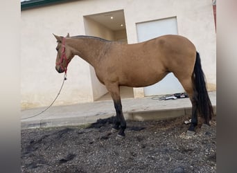 PRE Croisé, Jument, 5 Ans, 172 cm, Isabelle