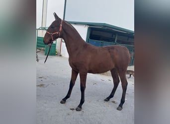 PRE Croisé, Jument, 5 Ans, 172 cm, Isabelle